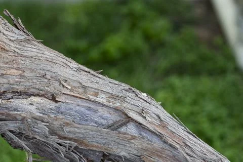 Weathered Twisted Tree Branch Close-Up Stock Photos