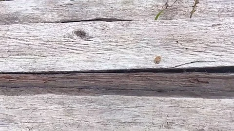 Weathered Ulin Wood Planks Aged 6 Years in Kalimantan Indonesia-Part 1 Stock Footage 340780452