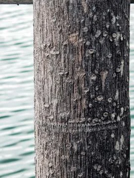 Weathered Vertical Piling with Rough Wood Texture Over Sea Water Stock Photos