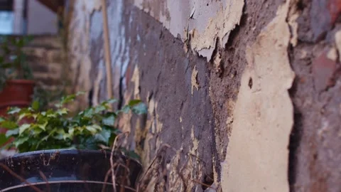 Weathered Wall Texture with Peeling Paint and Green Plants Growing Vídeos de archivo 336522867