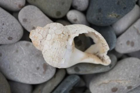 Weathered White Broken Seashell On Grey Pebbles At Towyn Beach, North Wales, Uk. Stock Photos