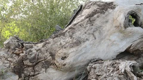 Weathered willow trunk Stock Footage 12873244