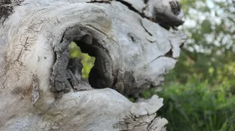 Weathered willow trunk Stock Footage 12874000