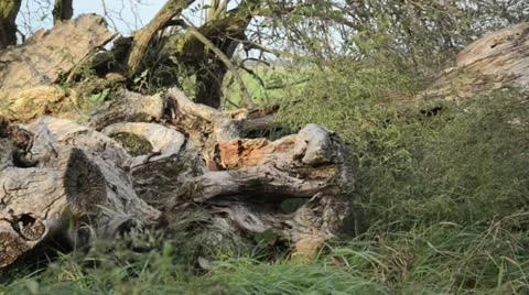 Weathered willow trunk Stock Footage 12875243