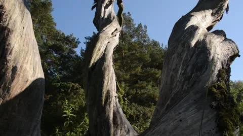 Weathered willow trunks Stock Footage 13643599