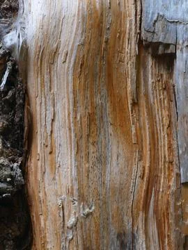 Weathered wood grain pattern displaying textural details and earthy color v.. Stockfoto's