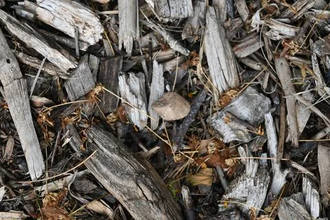 Weathered wood mulch texture Stock Photos