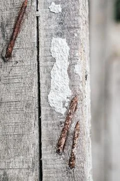 Weathered Wood Plank with Rusty Nails and White Paint Splatter Stock Photos