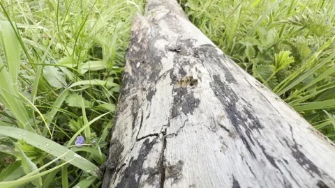 Weathered wooden log bark texture close up Vídeos de archivo 335541753