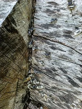Weathered wooden log texture 库存照片