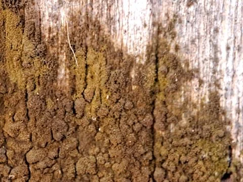 Weathered wooden surface with a textured layer of moss and lichen, showcasi.. Stock Photos