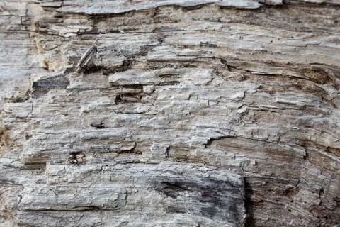 Weathering Tree Trunk Stock-Fotos