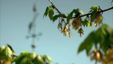 Weathervane Atop a Courthouse Framed by Trees HD Video Video stock 91297326