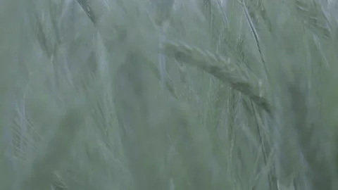 Weaths Video stock 151871255