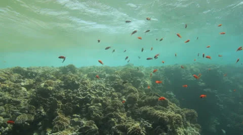 Weave breaks over the top of the reef Vídeos de archivo 22739478