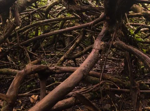 Weave of Roots Stock Photos