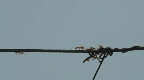 Weaver ant climb on cable Stock Footage 60576858