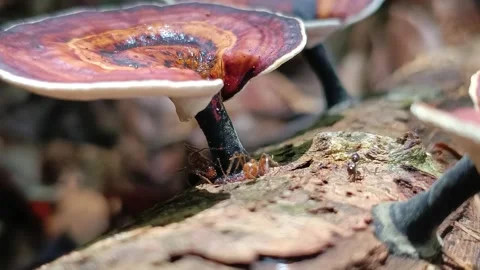 Weaver Ant Climbing the Stem of a Wild Bracket Fungus in Borneo Rainforest Stock-Footage 333033355