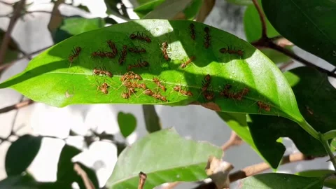 Weaver ant colony cooperating to build a nest Video stock 333262093