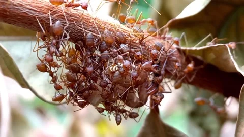 Weaver ant colony Stock Footage 239817946