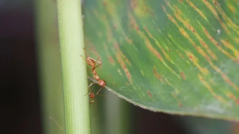 Weaver ant connect the leaf and branch Stock Footage 84174102
