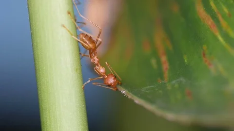Weaver ant connect the leaf and branch to make a way for group Stock Footage 84693140