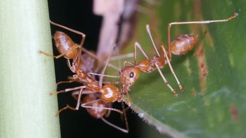 Weaver ant connect the leaf and branch Stock Footage 84693831