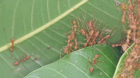 Weaver ant connecting the leaves Stock Footage 86699729