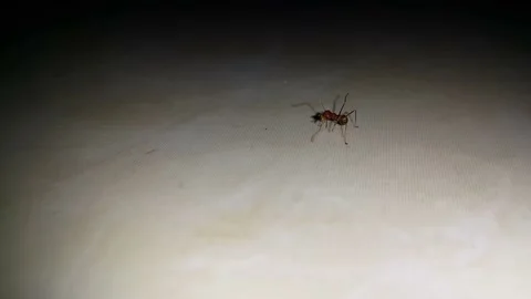 Weaver ant Stock Footage 201446612