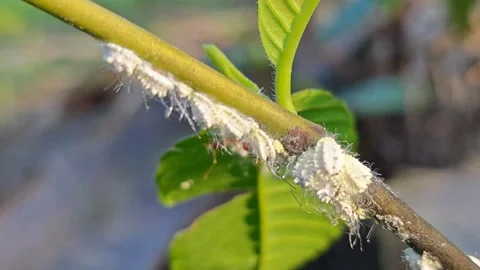 Weaver ant Vidéo 332745222