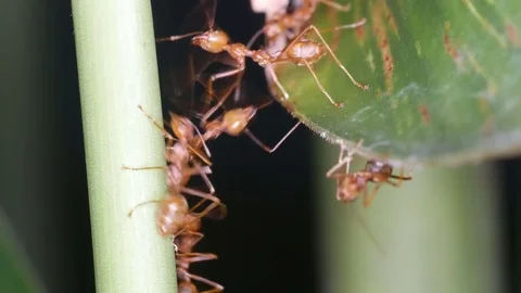 Weaver ant going to connect leaf and branch Stock Footage 84694093