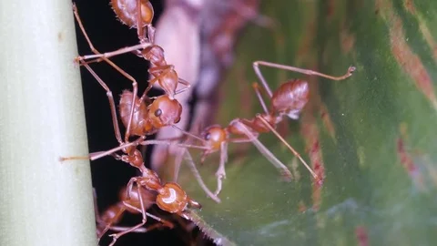 Weaver ant going to join each other Video stock 84694200