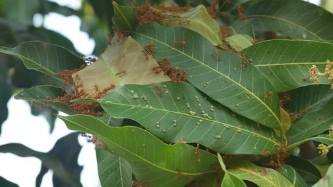 Weaver ant hive Stock Footage 86530364