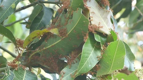 Weaver ant hive Stock Footage 86530570