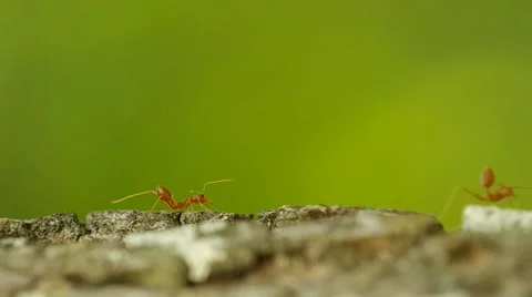 Weaver ant moving its foot Stock Footage 48047464