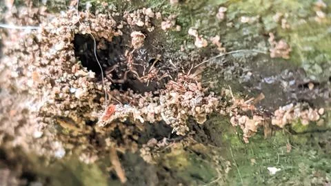Weaver ant nest inside a tree branch Stock Photos