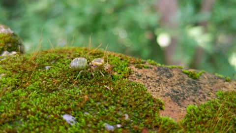 Weaver ant or green ant walking on green moss Stock Footage 220470207