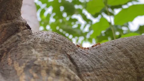 Weaver Ant or Red ant tree branch Stock Footage 287825546