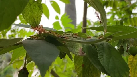 Weaver Ant or Red ant in nature Stock Footage 287825557