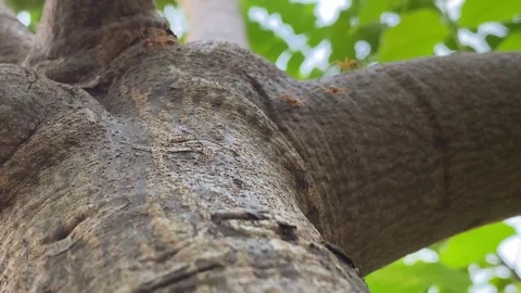 Weaver Ant or Red ant in nature Stock Footage 287825643