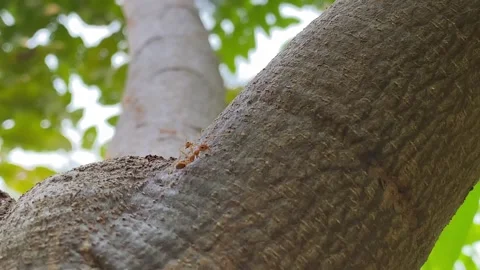 Weaver Ant or Red ant in nature Vídeo Stock 287825664
