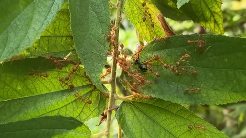 Weaver Ant or Red ant in nature Stock Footage 287825783