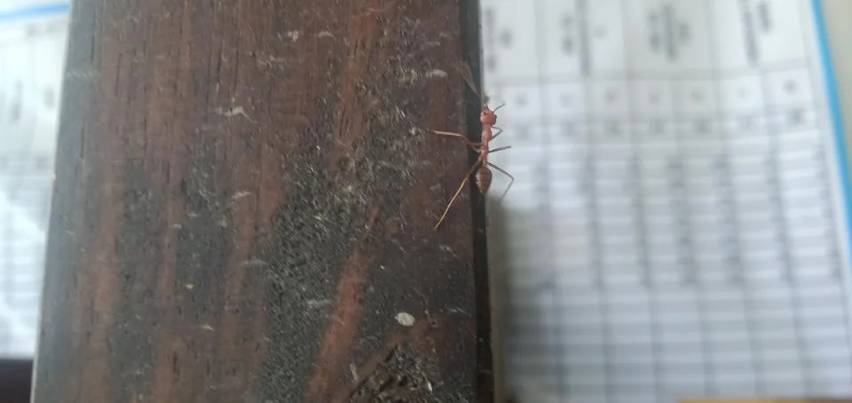 Weaver Ant Foto stock