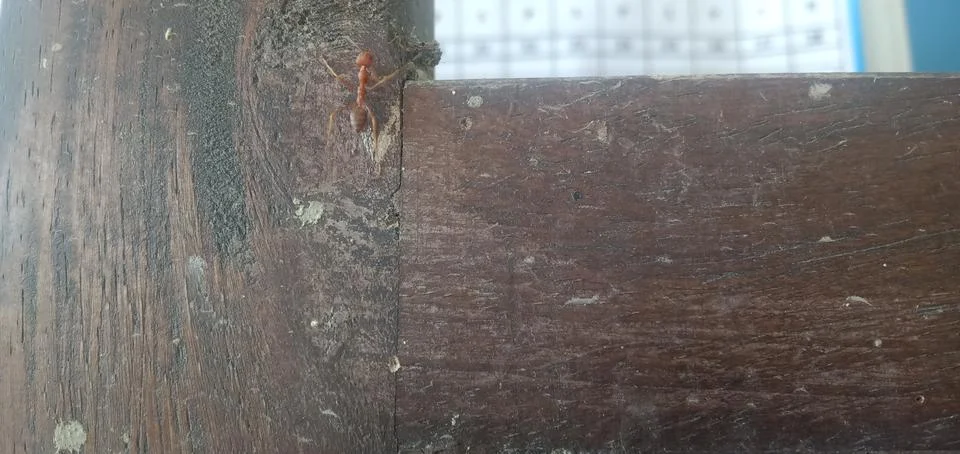Weaver Ant Stock Photos