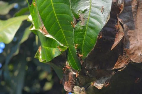 The weaver ant's ability to build capacious nests from living leaves has unde Stock Photos