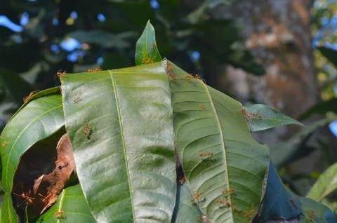 The weaver ant's ability to build capacious nests from living leaves has unde Stock Photos