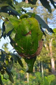 The weaver ant's ability to build capacious nests from living leaves has unde Stock Photos