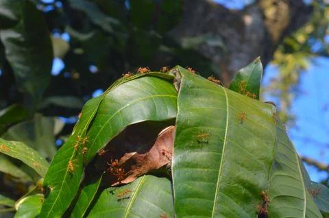 The weaver ant's ability to build capacious nests from living leaves has unde Stock Photos