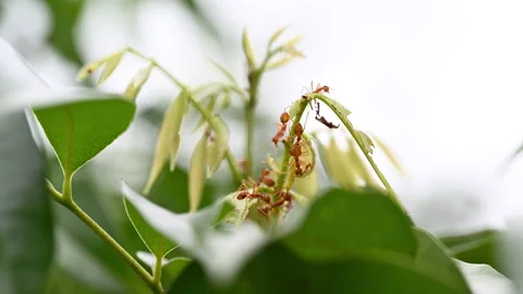 Weaver Ants Activity on Fresh Lychee Sprout Macro 4K ProRes Stock Footage 346743179