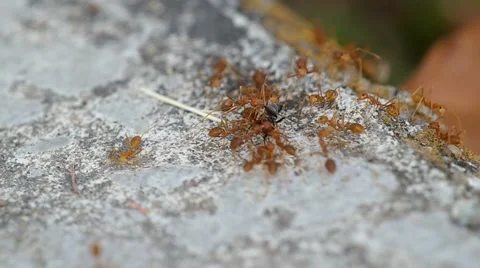 Weaver ants and black ant Video stock 47894963